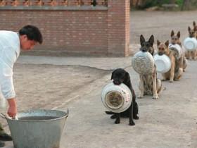 美媒：中国警犬排队取餐，队形比人排队都整齐