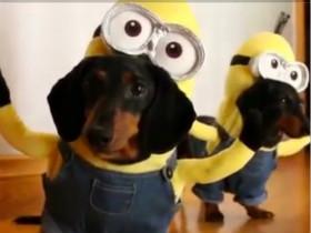 把狗狗打扮成小黄人 配上搞笑配音