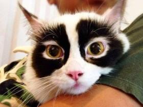 网上又一只猫咪火了 自带变装舞会面具