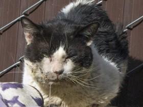 每一只流浪的猫咪,都是折翼的天使,爱心让它们重回天堂