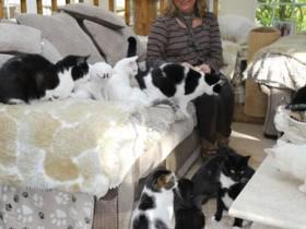 英国女子收养122只猫咪 每年为它们花87万块钱