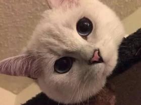 一只自带美瞳的猫咪,让无数少女羡慕