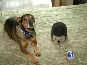 六年前领养一只狗 六年后这只狗救了它们的孩子