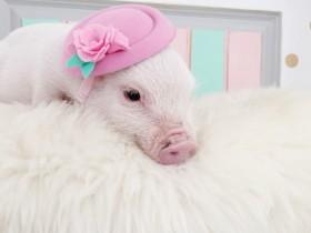 动物们戴上帽子:可爱指数翻一倍