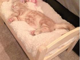 爱猫主人让猫咪睡孩子的玩具床 场面很温馨