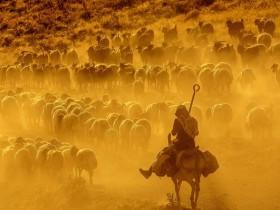 土耳其牧人赶羊的壮观景象 让人叹而观止