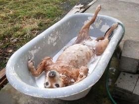 宠物洗澡照片