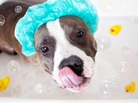 22张宠物洗澡照片 帮你缓解这个闷热的夏天