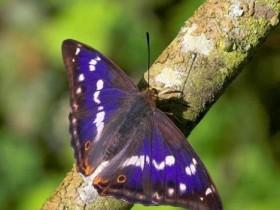 十种奇异的紫色动物