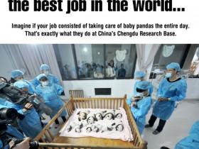 世界上最幸福的工作：照顾一群熊猫宝宝