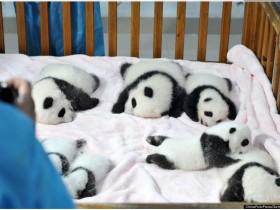熊猫保育员戴上面具，只求能让它们顺利回归大自然