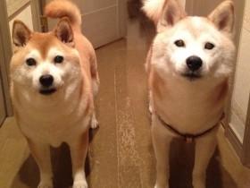 一只柴犬被困于灌木丛中 它却表现出超级淡定的样子