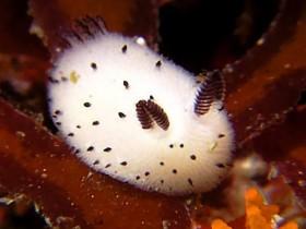 这只看起来像“兔子”的生物 其实是一只海蛞蝓