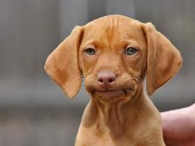 宠物工作者永远不会“告诉”你:他们的秘密