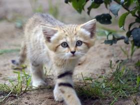 最小的猫科动物:沙丘猫,猫界里的“林志颖”