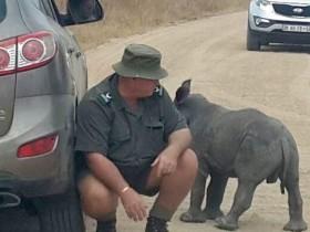 失去母亲的小犀牛无法自理 靠近车子希望有人带它走