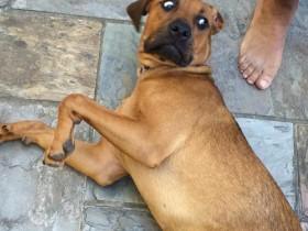 解密19张宠物们搞笑表情背后的故事