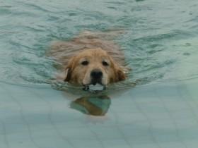 狗狗高高兴兴地跳进水池里 结果出来的时候垂头丧气