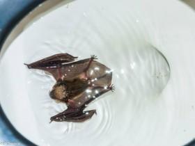 加拿大男子上厕所时 发现一只蝙蝠在马桶里游泳