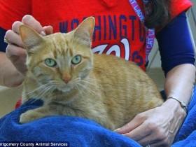 猫咪主人临终前写了一封信 介绍如何照顾这只猫咪
