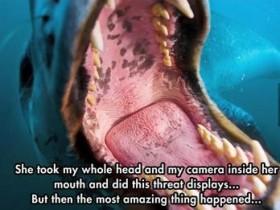 摄影师在海里遇到豹海豹 没被咬死反而受到照顾