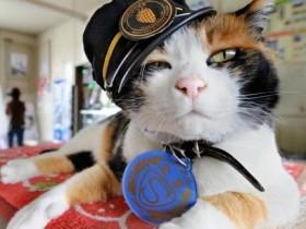 日本为猫站长举行豪华葬礼 一只新站长接替它的位置