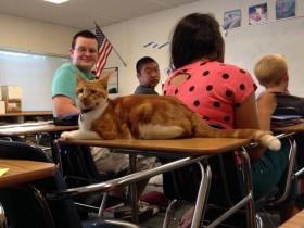 “学霸”猫咪喜欢在学校里游荡 校方就为它办了一个学生证