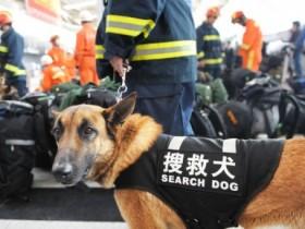 与消防员共同逆行的狗狗——搜救犬,你们辛苦了!