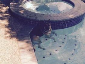 天气太热 狗狗竟然跑到邻居家的水池里凉快