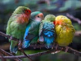 鸟儿们聚在一起互相取暖的照片 真的很萌很可爱