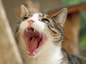 不喜欢被拍照的猫咪:拍张照片就仿佛被侵犯了一样