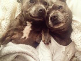 如何选购比特犬?比特犬的选购方法