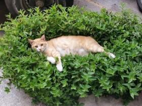 千万别惹猫咪 尤其是在它们心情不好的时候