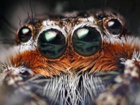 用照片来证明：蜘蛛也是一种非常可爱的生物