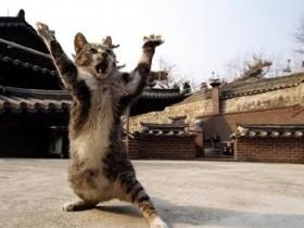 超级巧合的照片:走丢的猫咪找到找它主人的“寻猫启事”