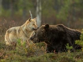 狼与熊不同寻常的友谊