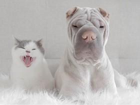 世界上最上镜的狗猫搭档：沙皮狗狗和它的猫咪