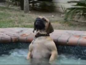 超级会享受的狗狗 泡温泉还想做一个按摩