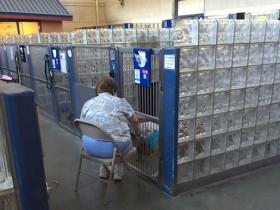 女志愿者为救助站的老龄狗读书 来缓解它们的孤独感