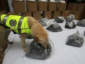 警犬在机场货物中发现一吨毒品 哥伦比亚警队授予它勋章
