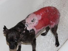 22岁美国人偷狗并将其残忍火烧取乐 医生用猪皮给狗移植皮肤