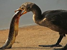 美国野生鸬鹚一口吞下近半米长鳄雀鳝 摄影师都惊呆了