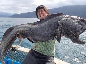 日本渔民在福岛海域捕到巨型狼鱼 体长2米形如怪物