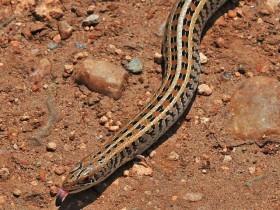 偶然发现一条长腿的蛇 原来是西洋蛇形石龙子