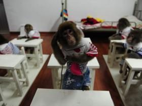 国内第一家猕猴表演学校“开学”可爱的雪猴现场表演