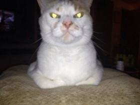 千万别惹猫 尤其是在它们眼里有杀气的时候