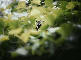 真正爱猫的人不在意猫的外貌 而是会带它一起游玩