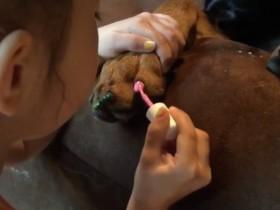 杜宾犬的FCI标准