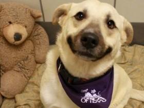 可爱的比格犬按住车窗不肯松手 然后网友们脑洞大开