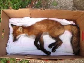 准备安葬路边被车撞的狐狸 没想到奇迹竟发生了